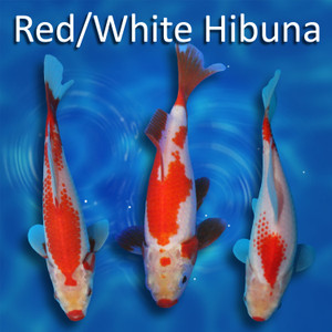 Pick Your Variety Red/White Hibuna Pick Your Variety Red/White Hibuna