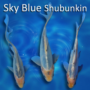 Pick Your Variety Sky Blue Shubunkin Pick Your Variety Sky Blue Shubunkin