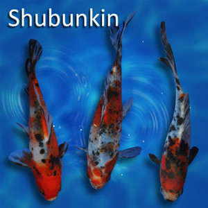 Pick Your Variety Shubunkin Pick Your Variety Shubunkin