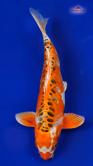 Doitsu Kujaku 12 inches - Blackwater Creek Koi Farms