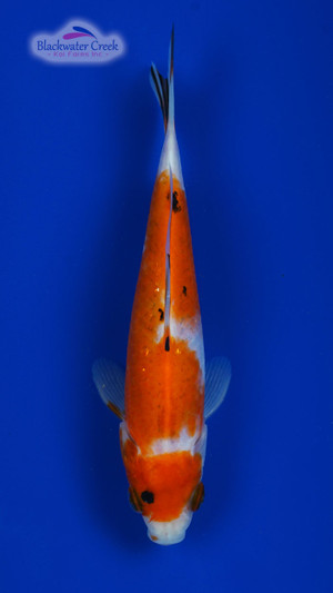 Goldfish
