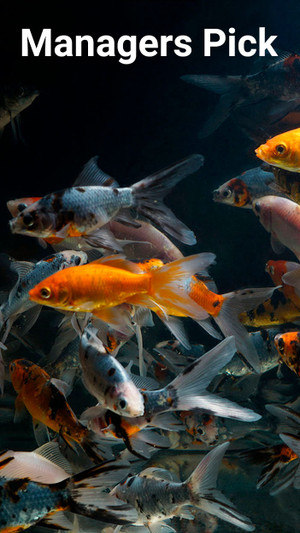 Managers Pick Goldfish Managers Pick Goldfish