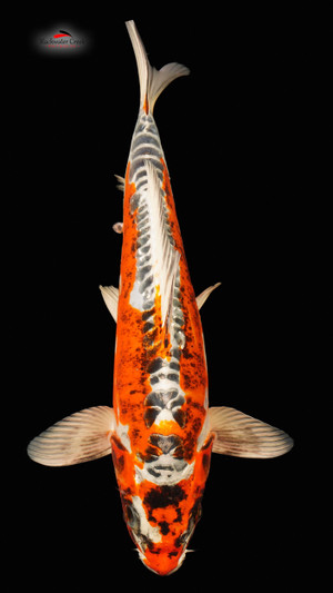 Beni Kikokuryu 13 inches [EC2-81523-57]