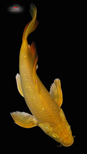 Individual Koi Fish For Sale - Page 5