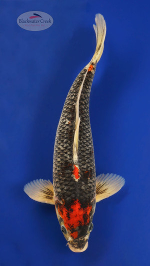 *CHECK HOW THIS FISH CHANGED* Goshiki 16 inches [ED18-81523-208]