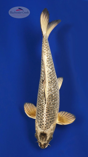 *CHECK HOW THIS FISH CHANGED* Gin Matsuba 13 inches [ED18-81523-210]