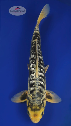 Dont Miss This One! Ginrin kumonryu 16 inches  [EB4-11923-25]