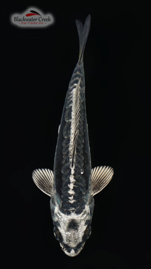 Kikokuryu 4-5 inches [W24-T149-12]