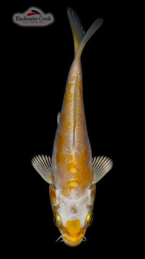 Doitsu Hariwake 4-5 inches [W24-T149-22]