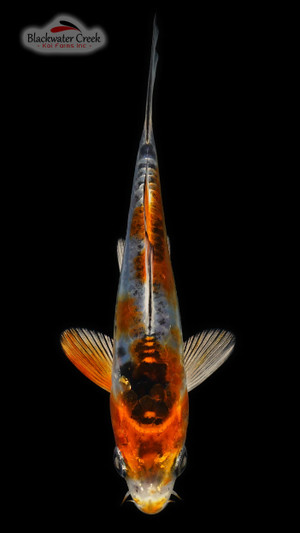 Beni Kiko 4-5 inches [X24-T156-8]