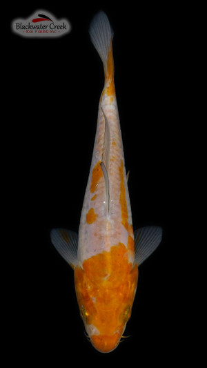 Doitsu Ochiba 5-6 inches [X24-T159-12]