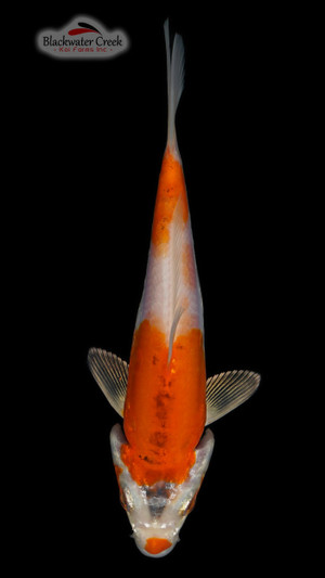 Hariwake 5-6 inches [A24-T12-22]