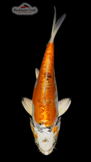 38kit HAUS5 somabito 金魚 Doitsu Matsuba 5-6 inches [A24-T179-7] - Blackwater Creek Koi Farms