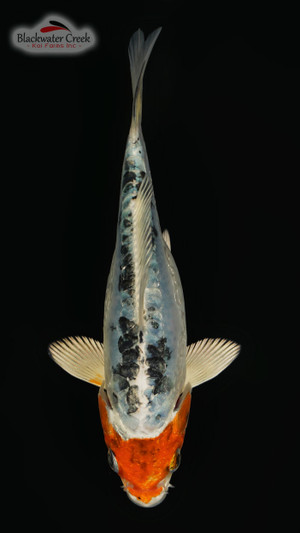 Doitsu Matsuba 5-6 inches [A24-T179-7] - Blackwater Creek Koi Farms