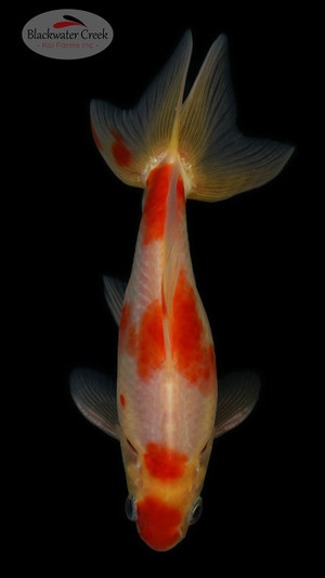 Wakin 4-5 Inches [RR24-T79-12]