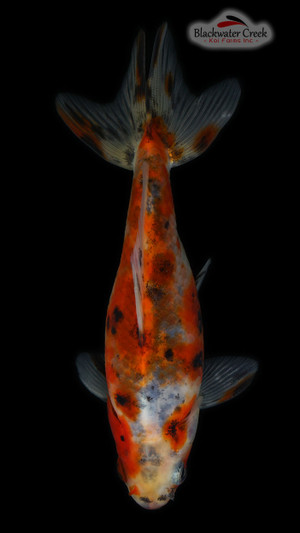 Calico Wakin 4-5 Inches [RR24-T79-4]