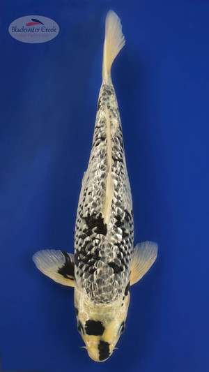 *CHECK HOW THIS FISH CHANGED* "Jim" 14 inches [EB4-42324-34]