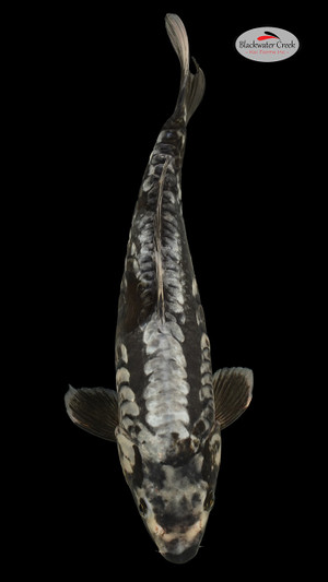 Kumonryu 12 inches [ED4-42324-66]