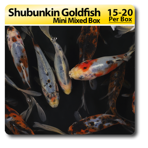 Shubunkin Goldfish Mini Mixed Box Shubunkin Goldfish Mini Mixed Box