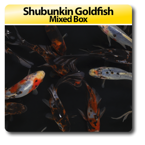 Shubunkin Goldfish Mixed Box Shubunkin Goldfish Mixed Box