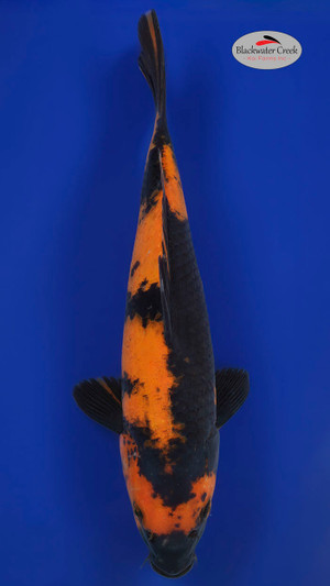 Hi Utsuri 14 inches [EA8-81424-9]