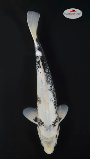 Matsukawabake 15 inches [EA7-81424-28]