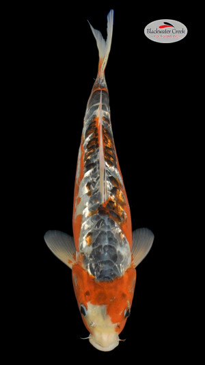 Shusui 13 inches [EB3-81424-34]