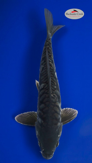 Doitsu Soragoi 14 inches [EC7-81424-66]