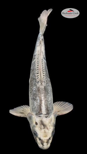 Kikokuryu 13 inches [EC7-81424-68]