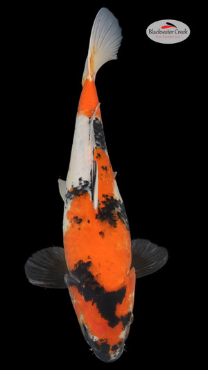 Showa 12 inches [ESH20-81424-146] - Blackwater Creek Koi Farms