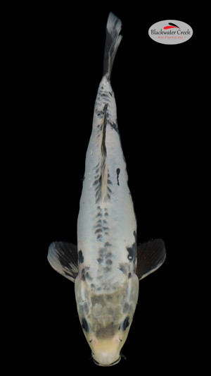 Kumonryu 12 inches  [EC9-81424-88]