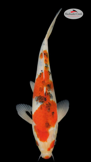 Doitsu Soragoi 14 inches [EC7-81424-66] - Blackwater Creek Koi Farms