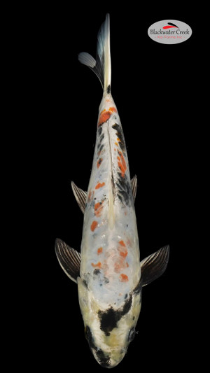 Doitsu Showa 11 inches  [ESH2-81424-116]