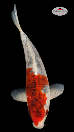 Goshiki 11 inches [ESH2-81424-120]