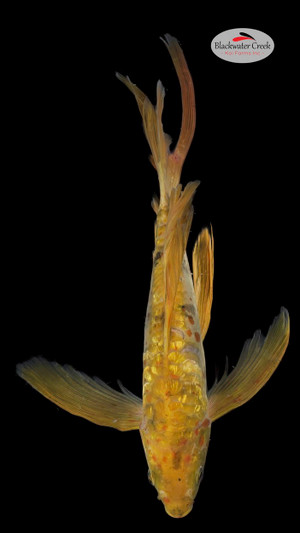 Doitsu Cha Utsuri 12 inches [ESH5-81424-124]