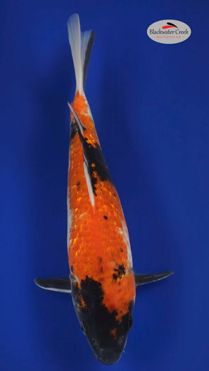 Showa 12 inches [ESH20-81424-146] - Blackwater Creek Koi Farms