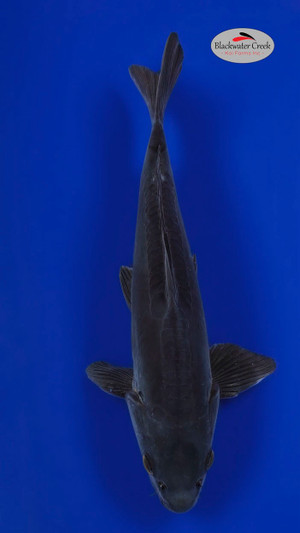 Karasu 13 inches  [ESH19-81424-145]