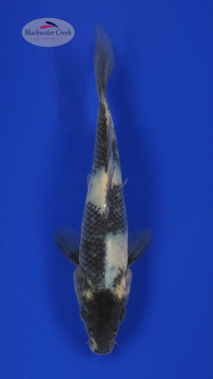 Shiro Utsuri 4-5 inches [L24-T155-13]