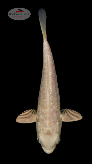 Gin Rin Doitsu Platinum 4-5 inches [L24-T155-5]