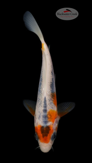 Shusui 3-4 inches [L24-T155-16]