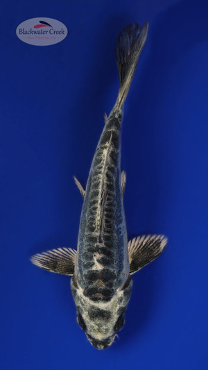 Kikokuryu 4-5 inches [M24-T27-81]