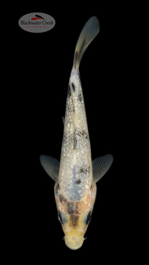 Matsukawabake 3-4 inches [M24-T33-30]