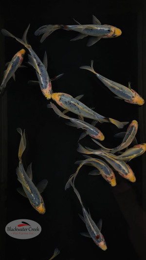 We Pick 1 Sky Blue Shubunkin [WP2-T63-SkyBlue]