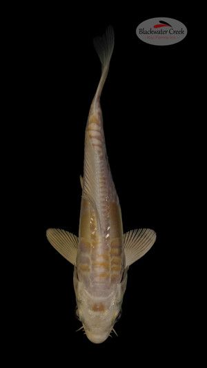 Doitsu Hariwake 4-5 inches [N24-T40-1]