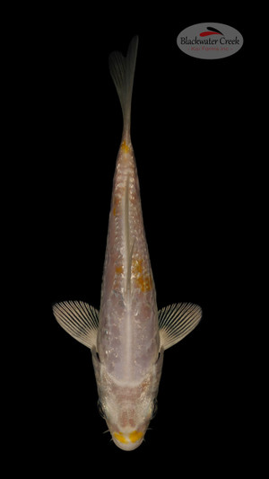 Ginrin Doitsu Hariwake 4-5 inches [N24-T40-6]