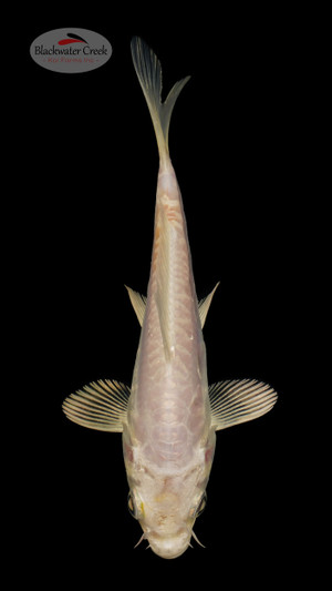 Doitsu Platinum 5-6 inches [N24-T55-15]