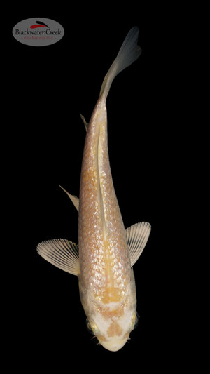 Ginrin Yamabuki 4-5 inches [N24-T55-14]