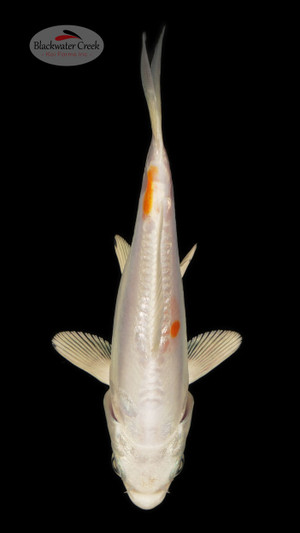 Hariwake 4-5 inches [O24-T22-26]