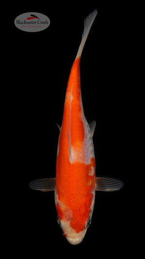 Kohaku 4-5 inches [Z25-T22-6] - Blackwater Creek Koi Farms