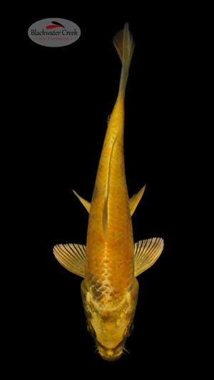 Kin Ki Utsuri 4-5 inches [O24-T43-22]